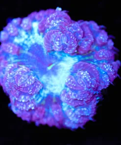 Wysiwyg Blue Mouth Blastomussa [F25]