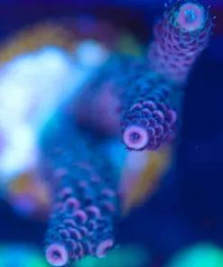 Wysiwyg Miellpora Frag [F250]