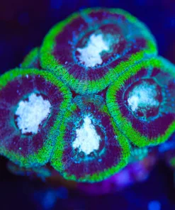 Wysiwyg Micromussa [F26]