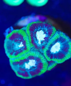 Wysiwyg Unique Micromussa [F26]