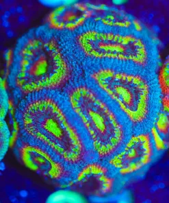Wysiwyg Crazy Micromussa Coral Frag Large [F27]