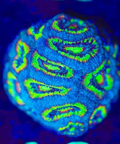 Wysiwyg Micromussa [F27]