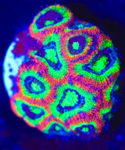 Wysiwyg Holy Grail Micromussa [F28]