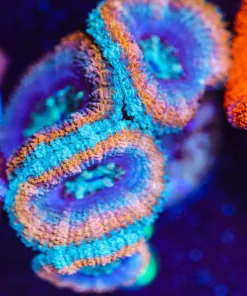 Wysiwyg Blue Rim Gold Acan [F3]