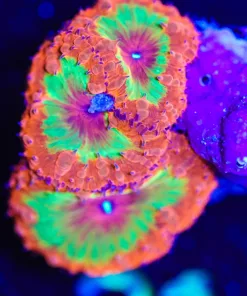 Wysiwyg Afterburner Blastomussa [F31]