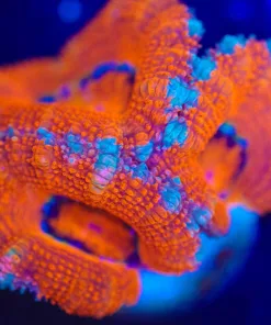 Wysiwyg Acan Frag [F31]