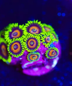 Wysiwyg Super Saiyan Zoas *last frag for a while* [F32]