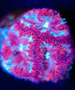 Wysiwyg Frosted Cake Blastomussa [F32]