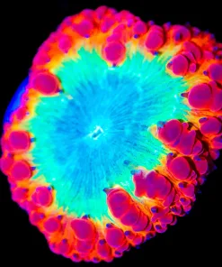 Wysiwyg Rainbow Rim Blastomussa [F33]