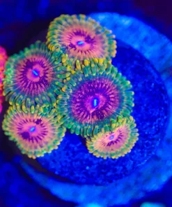 Wysiwyg Grand Master Krak Zoanthids x 5 ! [F34]