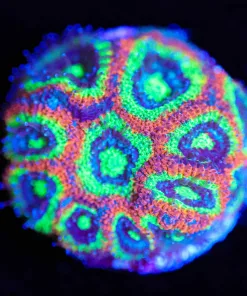 Wysiwyg Holy Grail Micromusa [F35]