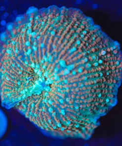 Wysiwyg Unique Mushroom [F36]