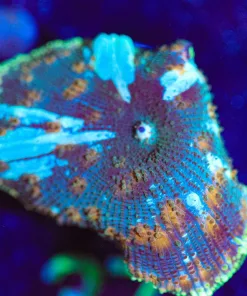 Wysiwyg Green lightning mushrom Large [F37]