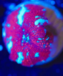 Wysiwyg Unique Mushroom [F37]