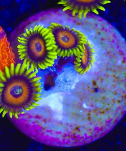 Wysiwyg Small Super Saiyan Zoanthid Frag [F38]