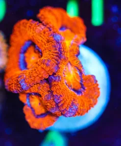 Wysiwyg Ember Acan [F4]