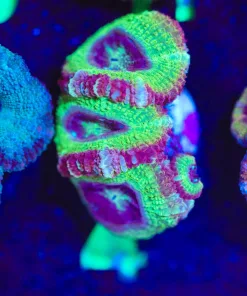 Wysiwyg Key Lime Acan [F4]