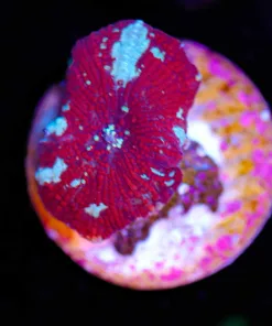 Wysiwyg Red Riding Hood Small [F41]