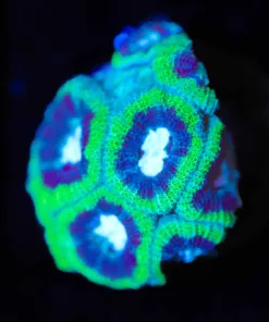 Wysiwyg Micromussa Frag [F42]