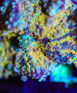 Wysiwyg Huge Yuma Mushroom Gold [F43]