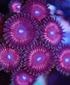 Wysiwyg Bazooka Zoa frag [F44]