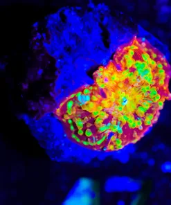 Wysiwyg Final Boss Jawbreaker Mushroom - Beggining to bounce [F46]