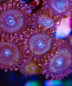 Wysiwyg Zoanthid Frag [F47]