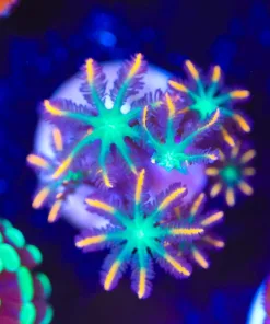 Wysiwyg Rainbow Firework Clove Polyps [F48]