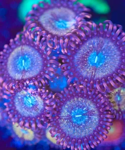 Wysiwyg Wonka Berry Zoanthid [F48]