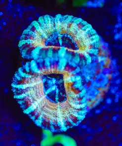 Wysiwyg Blue Stripe Gold Tiger Acan [F5]