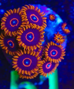 Wysiwyg Red Hornet Lots Of Heads [F51]