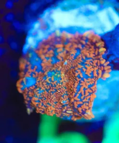 Wysiwyg Small Mushroom [F53]