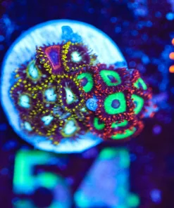 Wysiwyg Combo Zoa Frag [F54]