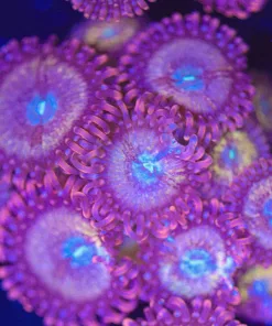 Wysiwyg Wonka Berry Zoanthids [F54]