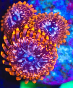 Wysiwyg 3x Utterchaos [F55]