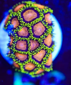 Wysiwyg Yellow Brick Road MANY heasd [F56]