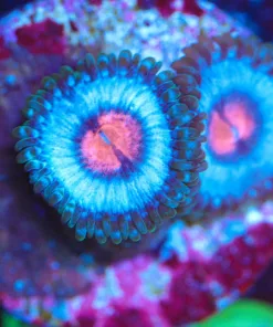 Wysiwyg Miami Vice *RARE* [F56]