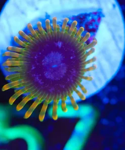 Wysiwyg Acid Reflux [F57]