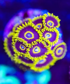 Wysiwyg Black Hornets [F58]