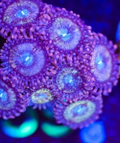 Wysiwyg Wonka Berry [F59]