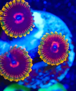 Wysiwyg 3x Jedi Mint Trick [F60]