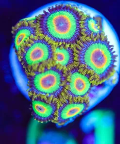 Wysiwyg Rastas x 10! [F61]