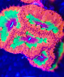 Wysiwyg After Burner Blastomussa [F62]