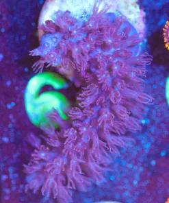 Wysiwyg Purple Gorgonian [F62]