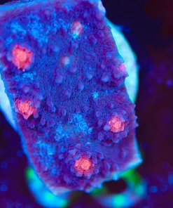 Wysiwyg Huge Dead Pool Chalice Frag [F63]