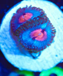 Wysiwyg Miami Vice *RARE* [F63]