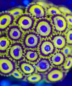 Wysiwyg La Lakers Entire Plug Full [F64]