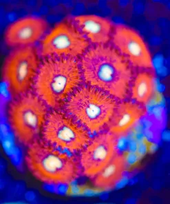 Wysiwyg Cherry Pie [F64]