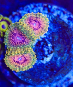 Wysiwyg 3x Grand Master Krak Zoanthid [F65] *Free Shipping ! No Minimum Livestock Spend*