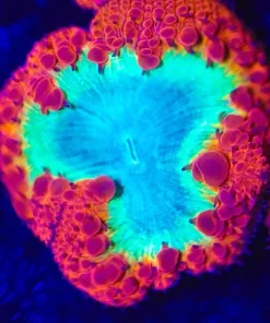 Wysiwyg Rainbow Rim Blastomussa (little boucne vesicles) [F65]